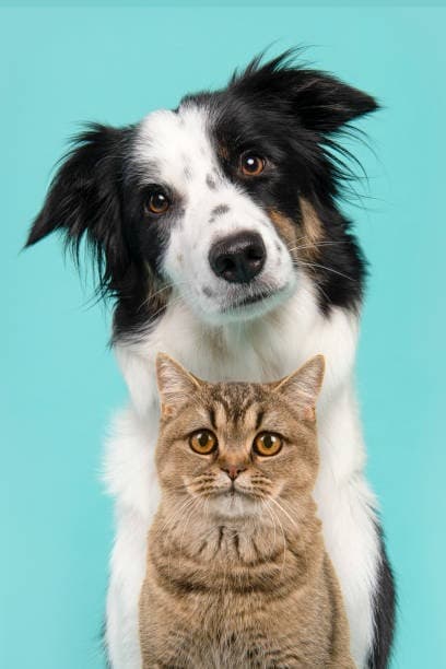 Tutor cuidando do cachorro com o app CuidaPet.ia